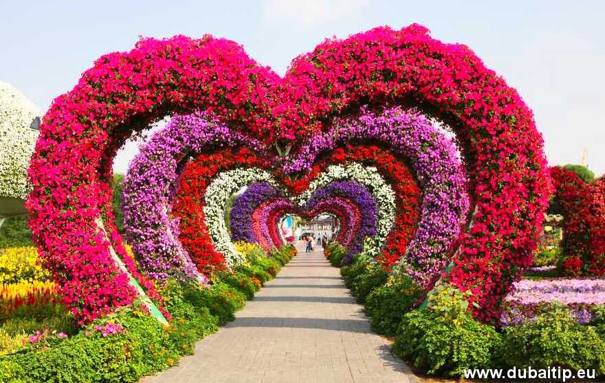 miracle garden