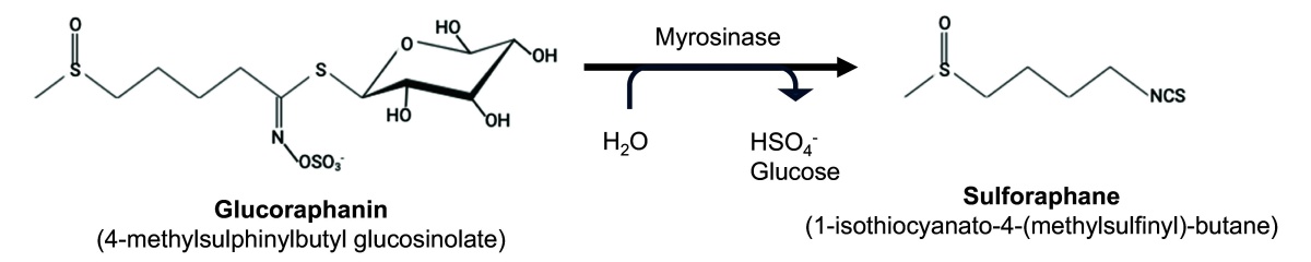 sulforafan glukorafanín myrozináza