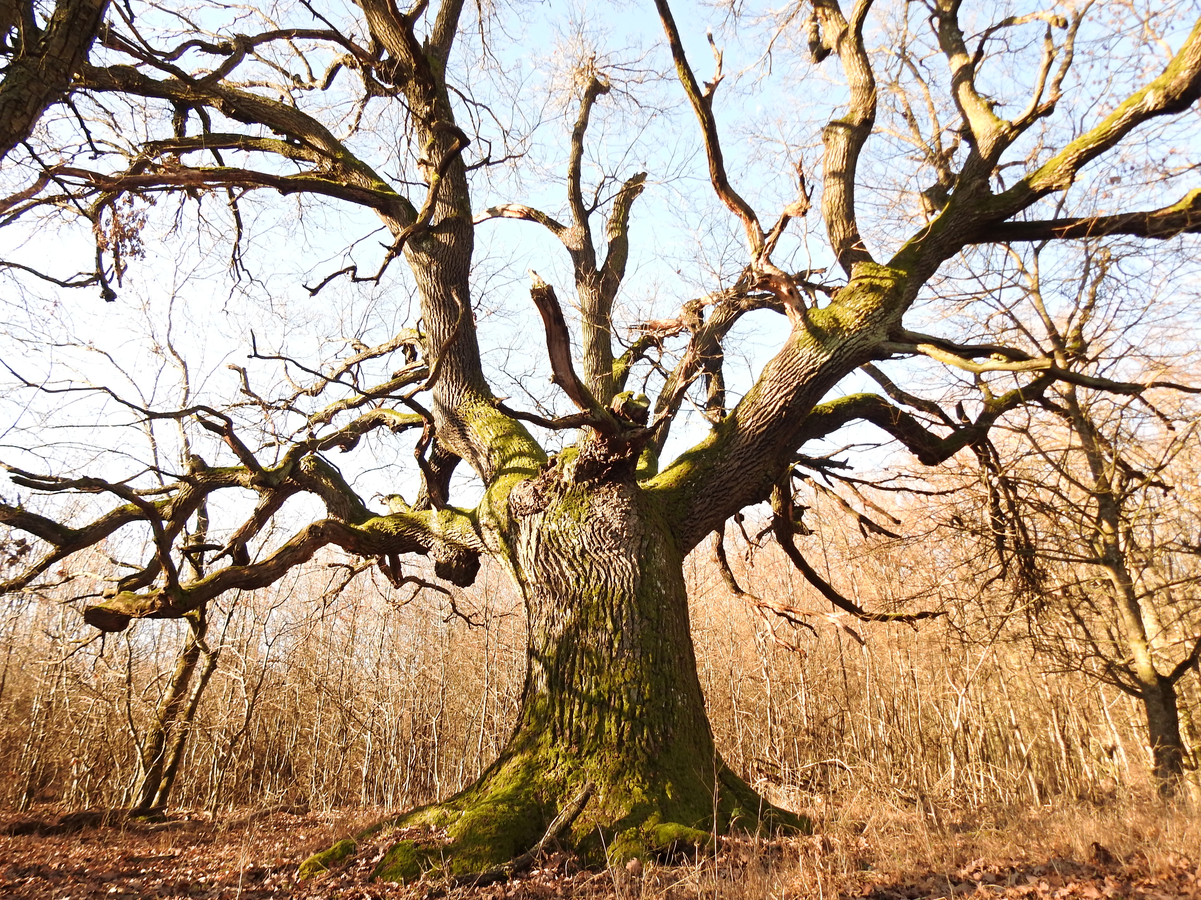 Zachránte 200-ročný dub v Pezinku