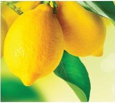doTERRA Lemon