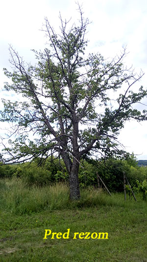 Zdravotný rez stromov