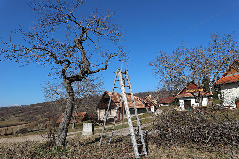 Rez hrušky