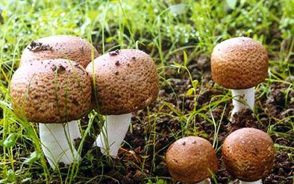 Agaricus blazei, Almond mushroom