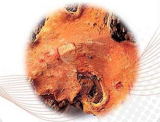 Liečivá huba Antrodia Cinnamomea