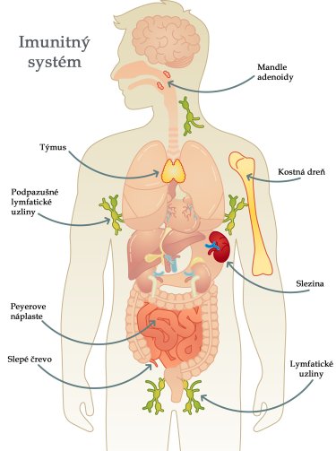 Imunitný systém